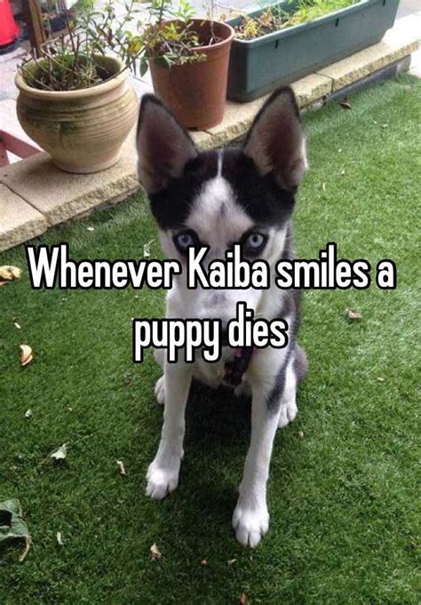 Whenever Kaiba Smiles A Puppy Dies
