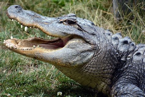Image Result For Alligator Alligator Pinterest Alligators