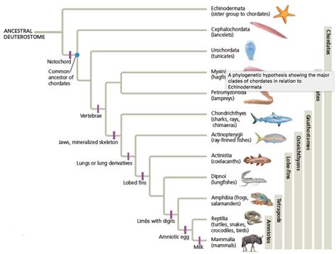 Solved Based On This Phylogeny Which Vertebrate Groups