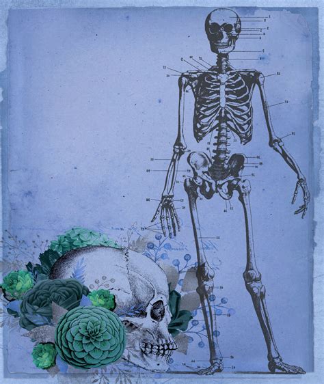Vintage Skeletons Free Stock Photo Public Domain Pictures