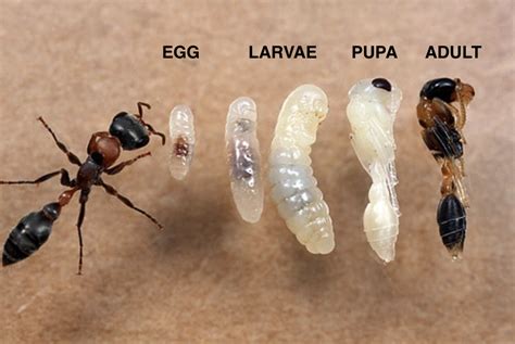 Stages Of Development The First Year Of Your Ant Colony
