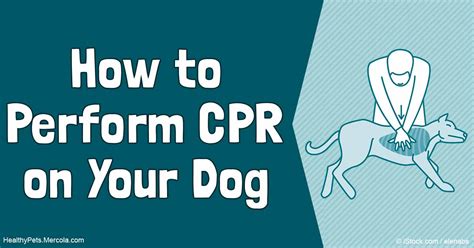 The New Dog Cpr Guidelines