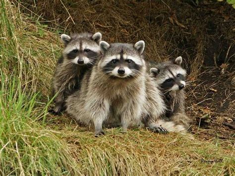 324 Best Images About Zoo Badger Otter Raccoon On Pinterest
