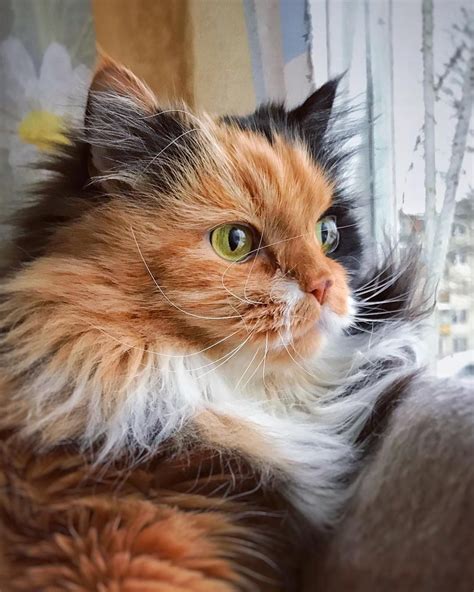 Gorgeous Long Haired Calico Cat Looking Out The Window Kittens