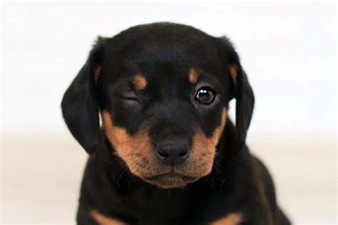 roman rottweiler    breed   doggowner