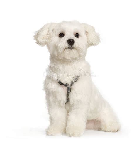 Maltese Dog Stock Photo Image Of Soft White Furry Background 2329238