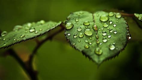Water Drop On Leaf Wallpapers 3d Hd Nature Wallpapers Mobile Nature