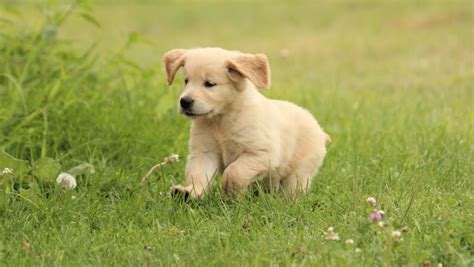 The cost to buy a golden retriever varies greatly and depends on many factors such as the breeders' location, reputation, litter size, lineage of the puppy, breed popularity (supply and demand), training, socialization efforts, breed lines and much. Welcome to Windy Knoll Goldens — Breeders of AKC ...