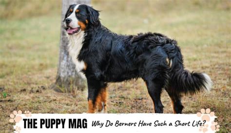 Why Do Bernese Mountain Dogs Live So Short Top Facts