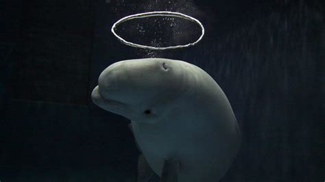 10 Fascinating Facts About Belugas Beluga Whale Whale Beluga