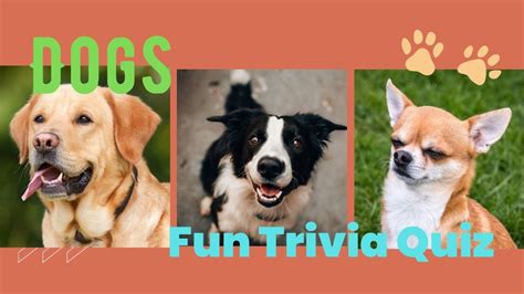 Fun Trivia Quiz Dog Trivia Quiz Youtube
