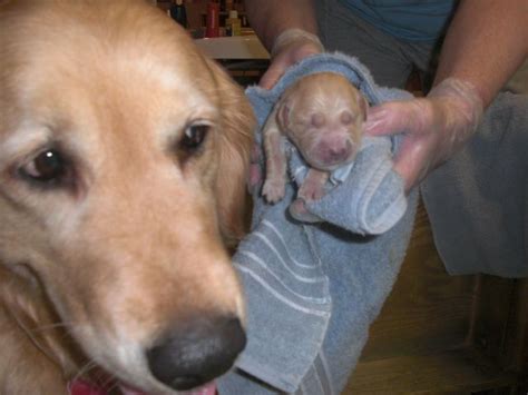 2.breeding is allowed but do so in notes i do not want to see it in the. Blog | Farmington Valley Golden Retrievers - Part 6