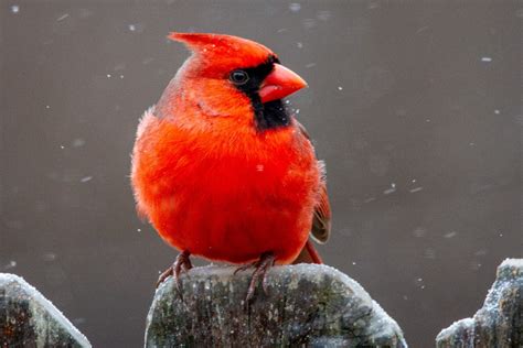 What Is The State Bird Of North Carolina And Why With Pictures