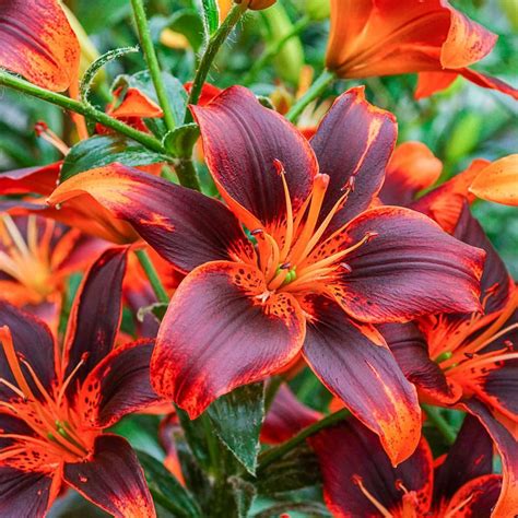 Brecks Forever Susan Asiatic Lily Bulbs Orange Colored Flowers 3