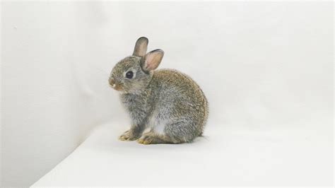 Maybe you would like to learn more about one of these? กระต่าย ND กระต่าย Netherland Dwarf แท้ สีเชสนัท เพศผู้ ...
