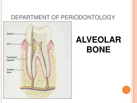 Alveolar Process Anatomy