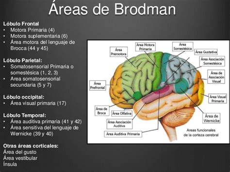 Informatica Aplicada Uny Areas De Brodman