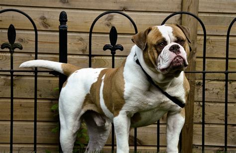 The bulldog club of america is made up of eight divisions. MORSOROSSO: STORIA & STANDARD AMERICAN BULLDOG