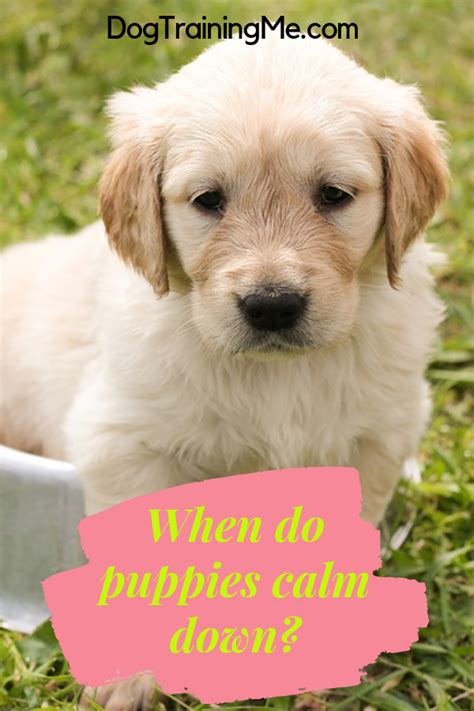 Why is your dog restless? At What Age Do Puppies Calm Down? | Calm dogs, Puppies, Dog care