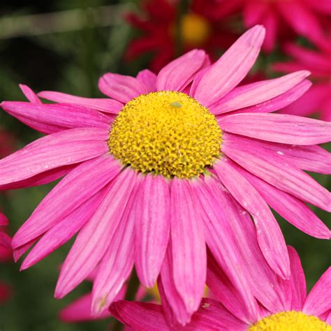 Tanacetum Coccineum Robinson S Pink Leafwise