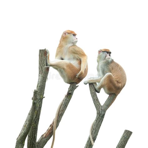 Two Monkeys Sitting On Tree Stock Photos Image 20581223