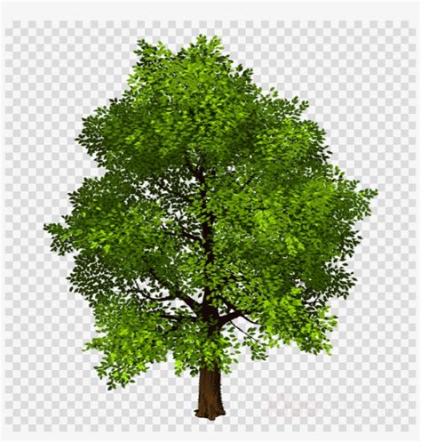 Tree Without Background Png 10 Free Cliparts Download Images On