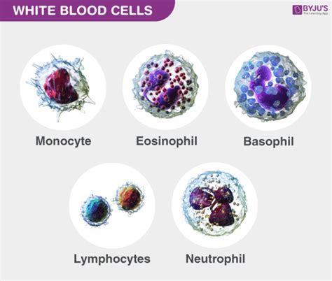 Composition Of Blood And Its Functions