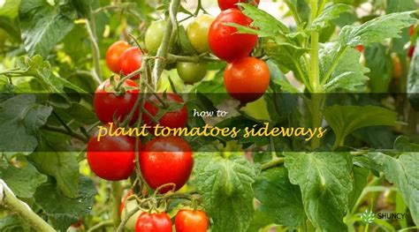 A Step By Step Guide To Planting Tomatoes Sideways Shuncy