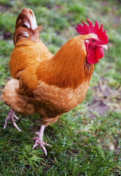 Find Out More About The Orpington Chicken In Backyard Poultry Magazine S Breed Of The Month