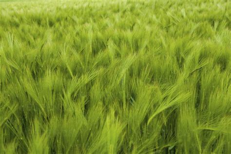 Full Frame View Of Green Barley Field Stock Photo