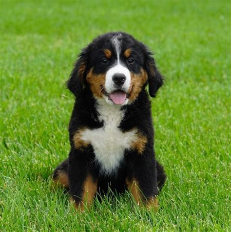 Toby A Black White And Tan Male Bernese Mountain Dog Puppy 600466