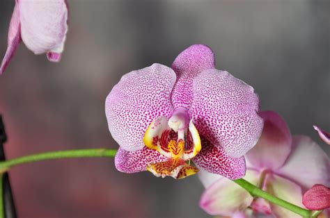 Dsc 0088 Orchid So Exotic And Erotic Orchids Photographer695 Flickr