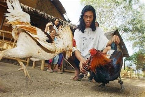 Pertandingan sabung ayam s128 tanpa penonton karena corona virus. Gambar Ayam Philipina : Bengkulu Asri Farm: Jenis-Jenis ...