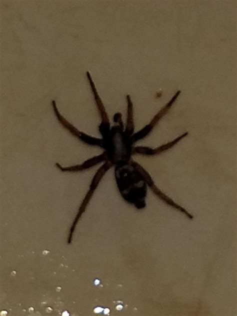 Unidentified Spider In Missoula Montana United States