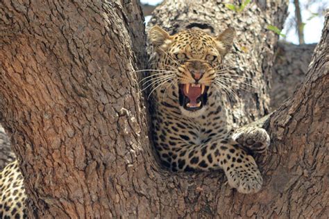 Angry Leopard Smithsonian Photo Contest Smithsonian Magazine