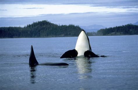 Orcas Vancouver Island Canada Kuoni Travel Flickr