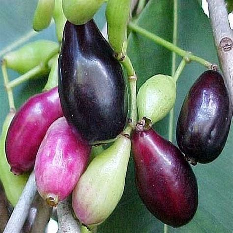 Polynesian Produce Stand Java Plum Syzygium Cumini Jambul Fruit