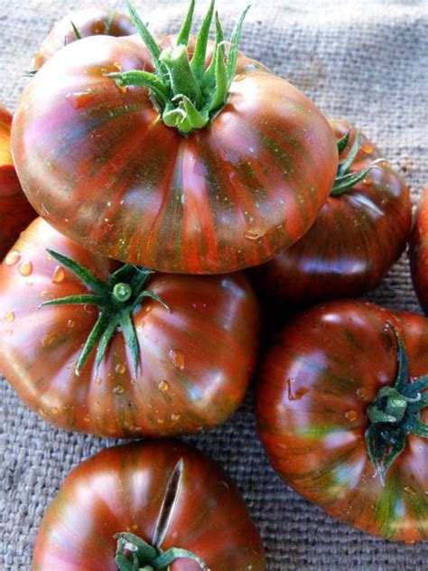Heirloom Tomatoes The Garden Diaries