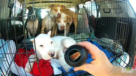 Maybe you would like to learn more about one of these? How Do You Take FOUR Dogs on a Road Trip Potty Break ...