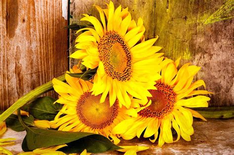 Italian flora vi aiuta a scegliere le composizioni e i mazzi di fiori per compleanno con consegna a domicilio in tutto il mondo. Fiori per compleanno: a ciascuno il suo - Magazine delle donne