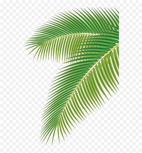 Euclidean Vector Clip Art Palm Tree Leaf Vector Png Palm Tree Leaves