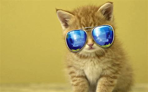 48 Cat Wearing Glasses Wallpaper Wallpapersafari