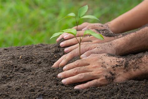 Top 10 Environmental Organizations You Can Volunteer For Affordable