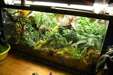 Salamander Setup Vivarium Terarium Aquarium