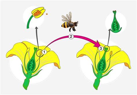 Types Of Pollination And Pollen Pistil Interaction And Outbreeding