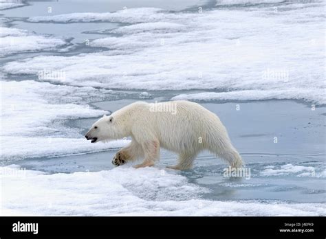 Female Polar Bear Ursus Maritimus Walking On Pack Ice Svalbard