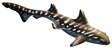 Almost Living Fossils Month 09 Horned Sharks Nix Illustration