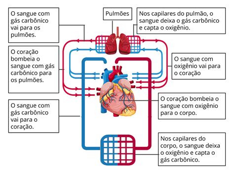 Plano De Aula 5o Ano A Circulação Pulmonar E As Trocas Gasosas