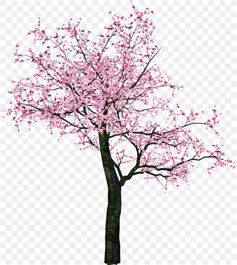 Cherry Blossom Clip Art Tree Png 2805x3141px Cherry Blossom Blossom