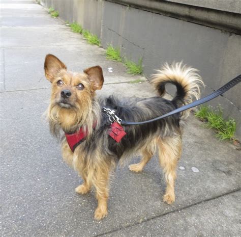 Dog Of The Day Sylvia Louise The Australian Terrieryorkshire Terrier